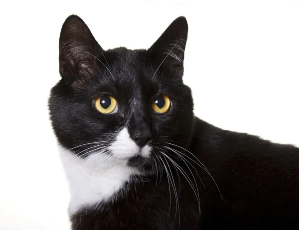 Černá kočka s oranžové oči nad bílým pozadím — Stock fotografie