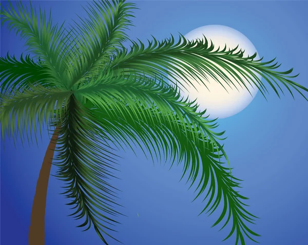 Grenar av en palm träd mot månen och himlen / Vector — Stock vektor
