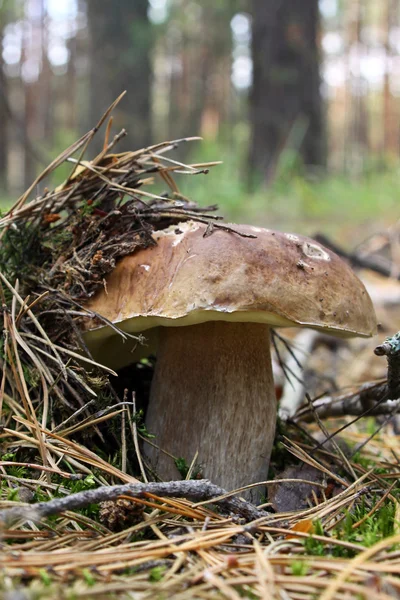 Боровик білий гриб — стокове фото