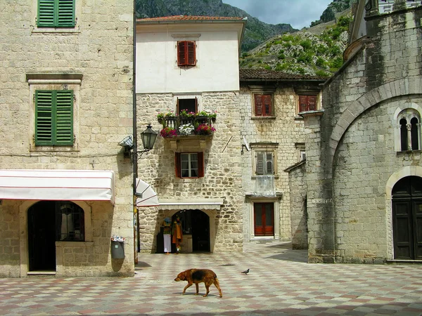 Gamla stan i Kotor, montenegro — Stockfoto