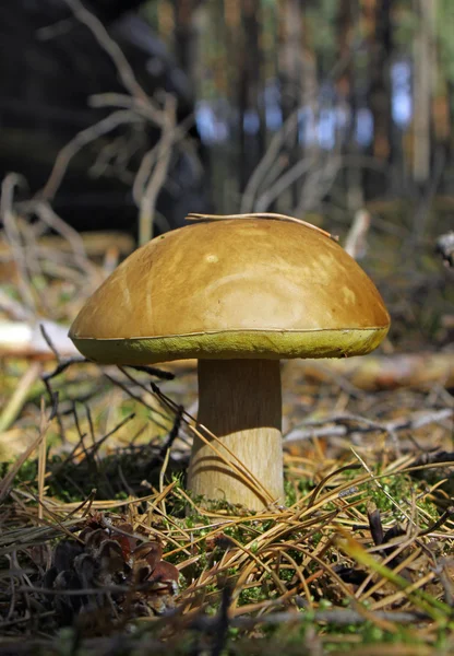 Боровик білий гриб — стокове фото