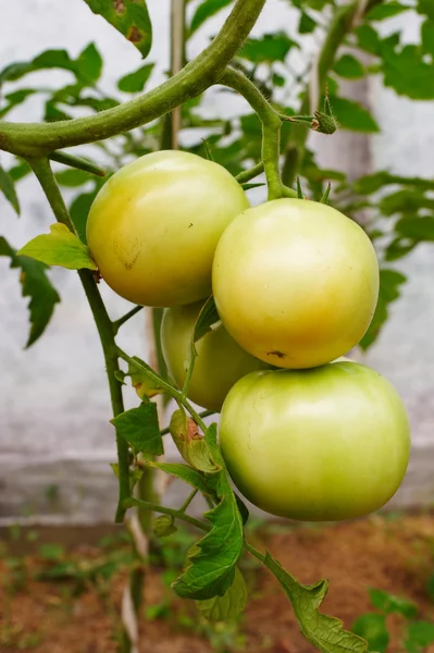 Tomates sur une branche dans un hothouse — Photo