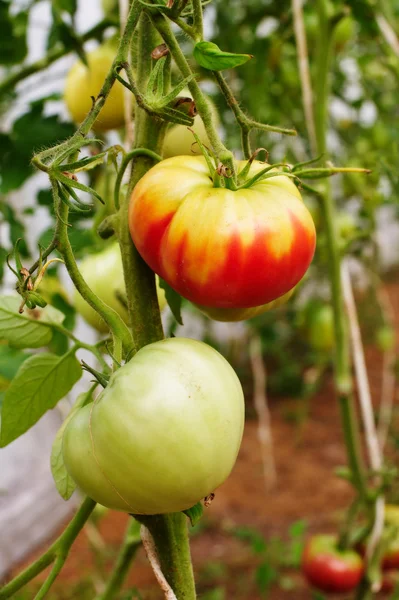 Tomates em um ramo em uma estufa — Fotografia de Stock