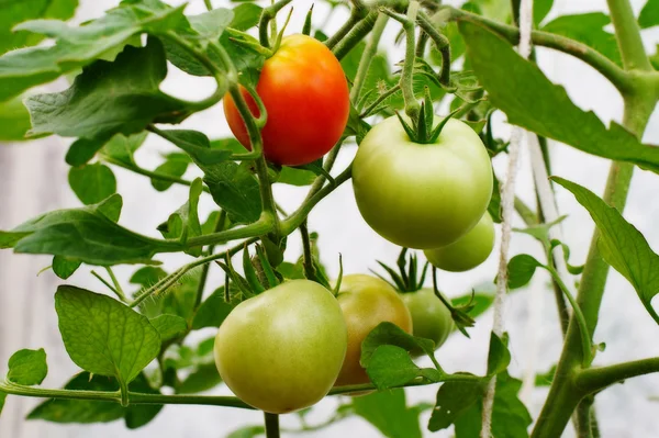 Tomates em um ramo em uma estufa — Fotografia de Stock