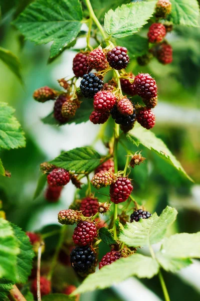 stock image Branch with blackberry berries