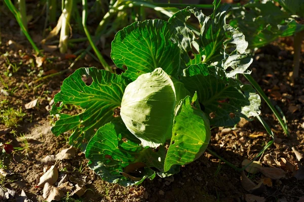 stock image Cabbage on a bed