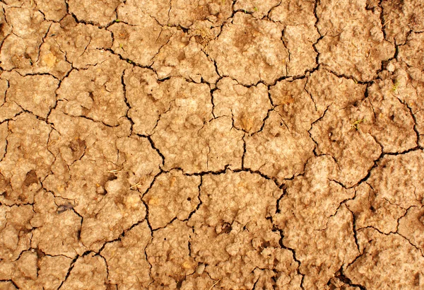 Dry ground — Stock Photo, Image