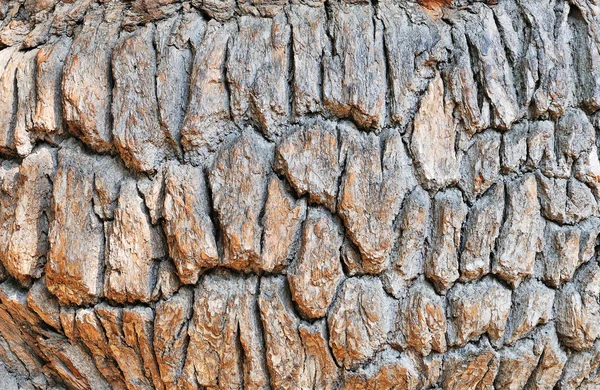 Staré dubové kůry — Stock fotografie