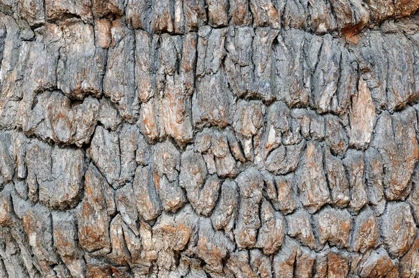 Corteccia di quercia vecchia — Foto Stock