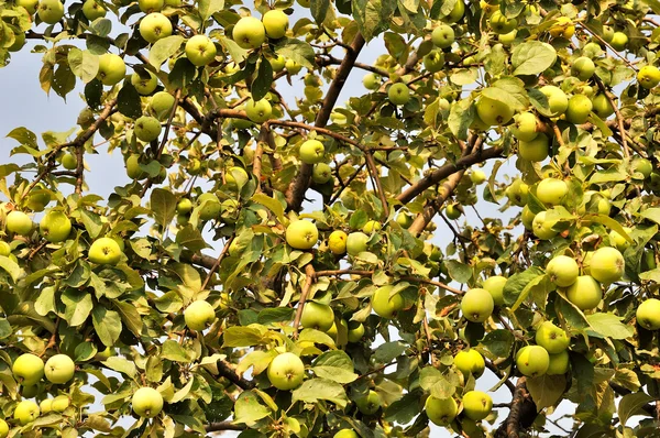 stock image Apple tree background