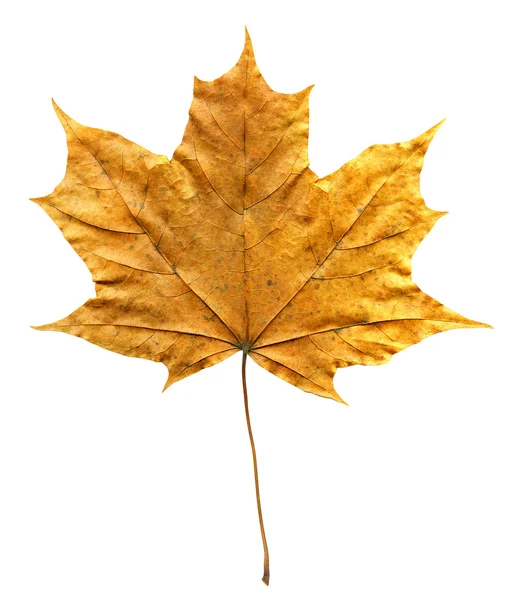 Сухой кленовый лист — стоковое фото