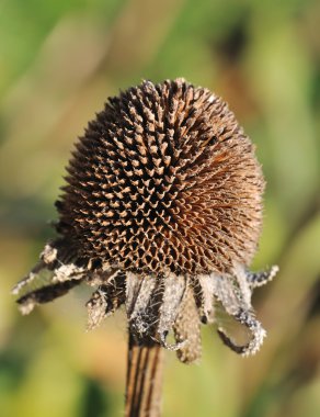 Macro shot of dried up flower head-focus on the head clipart