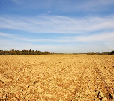 Güz farmfield