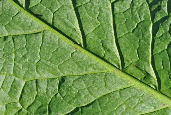 葉の表面 — ストック写真