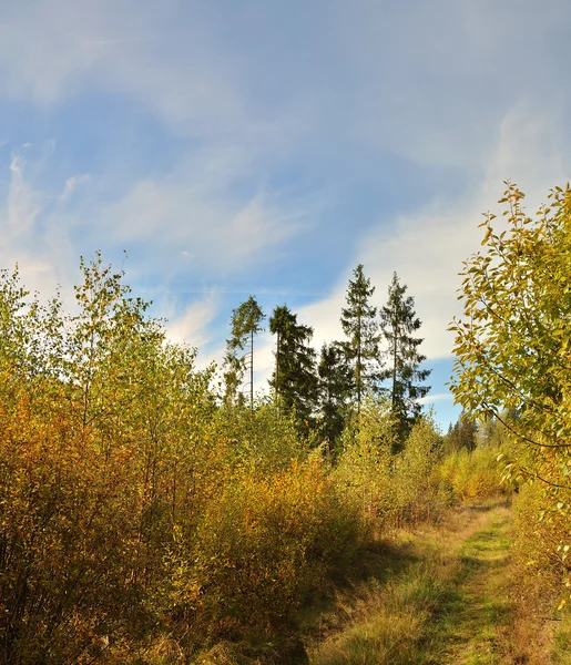 Landsväg Genom Vackra Höst Skog — Stockfoto