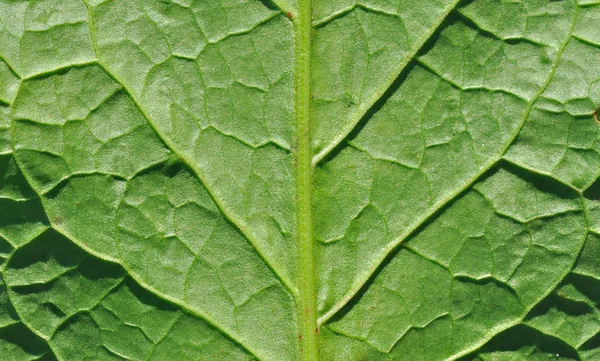 Groene blad oppervlak — Stockfoto