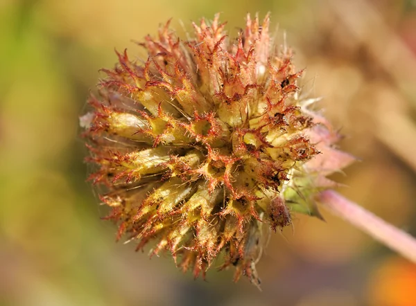 Macro Shot Dried Flower Head Focusing Foreground — Stock Photo, Image