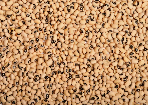 말린 콩 — 스톡 사진