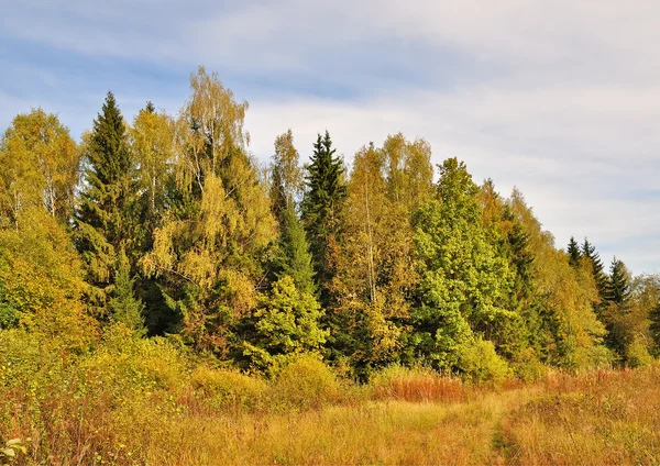 Mooie Herfst Bos Met Kleurrijke Gebladerte — Stockfoto
