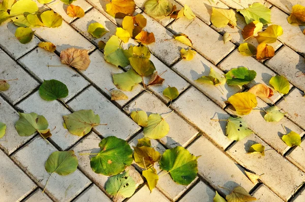 Umgestürztes Herbstlaub Über Steinweg — Stockfoto