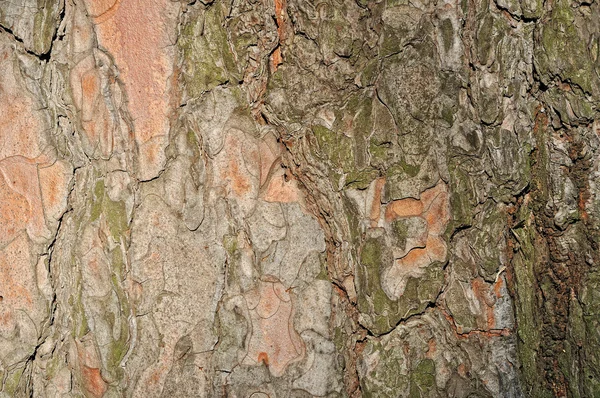 Corteza de pino vieja — Foto de Stock