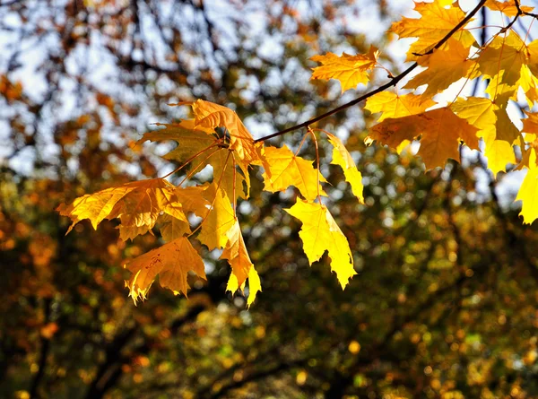 Autumn foliage — Stock Photo, Image