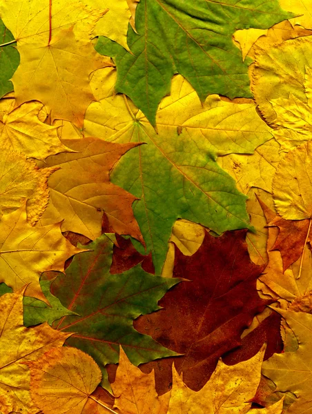 Brillante Herbst Hintergrund Der Bunten Herbstblätter — Stockfoto