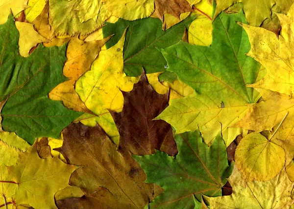 多彩的秋天树叶的辉煌秋天背景 — 图库照片