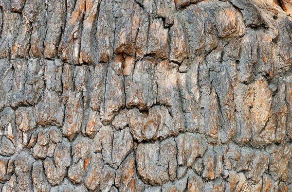古いオーク樹皮 — ストック写真