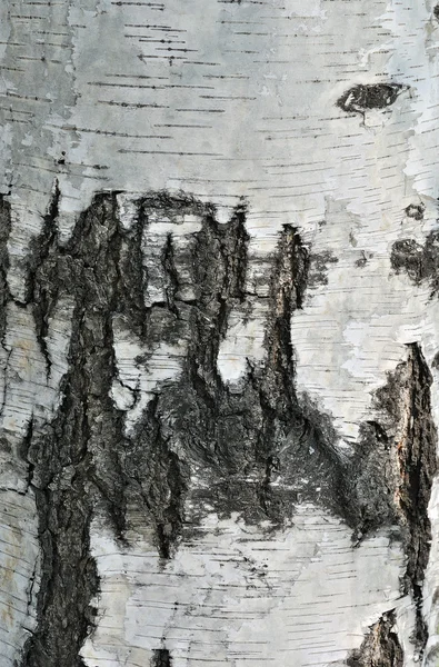 古い樺の樹皮 — ストック写真