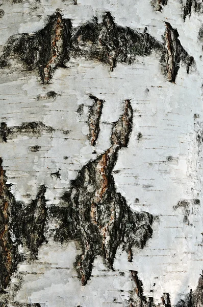 古い樺の樹皮 — ストック写真