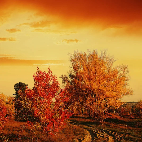 Orange autumnal landscape — Stock Photo, Image