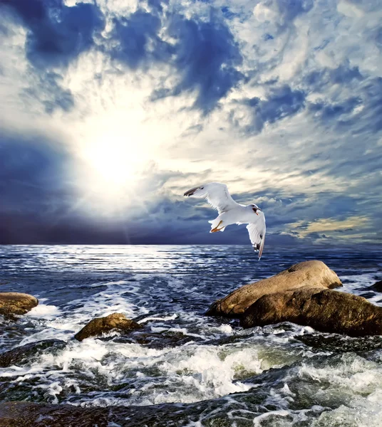 Zonsondergang Landschap Met Seagull — Stockfoto