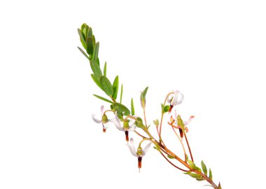 Cranberry flowers (Vaccinium macrocarpon) clipart