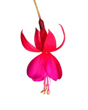 Fuchsia flower clipart