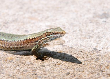 Duvar kertenkelesi (podarcis muralis)