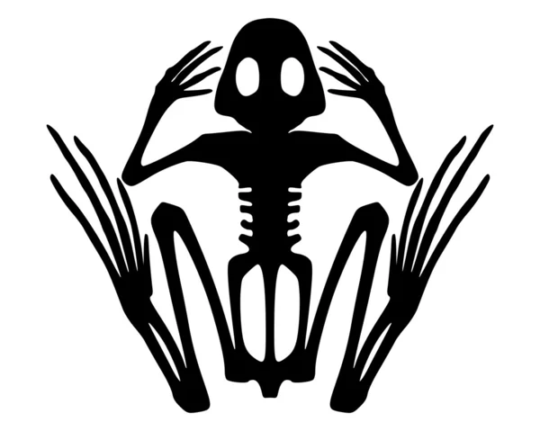 Frog skeleton — Stock Photo, Image