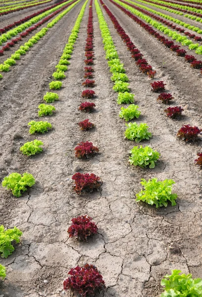 stock image Lettuce field