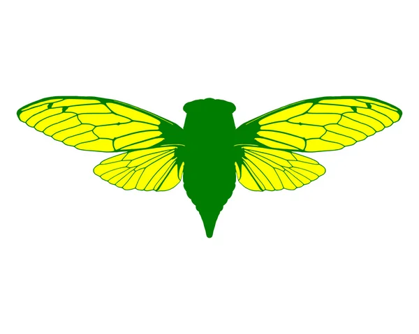 Beautiful cicada — Stock Photo, Image