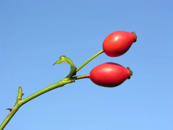 Бедра розы — стоковое фото