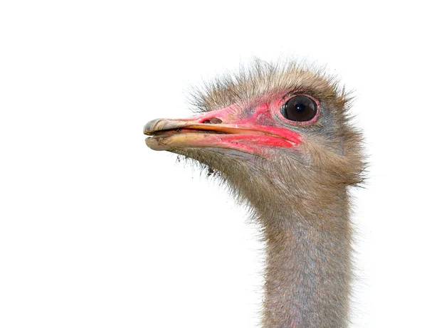 stock image Ostrich