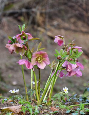 Karaca ot (Helleborus)