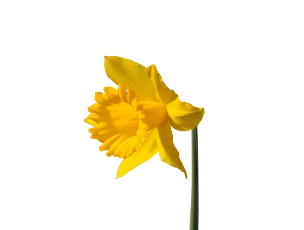 Narciso (Narcissus pseudonarcissus ) — Foto Stock