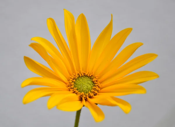 Small sunflower — Stock Photo, Image