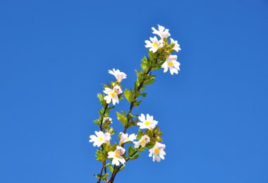 Eyebright (Euphrasia officinalis) clipart