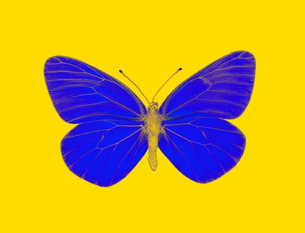 Чужорідних метелик — стокове фото