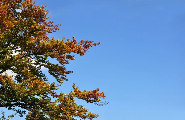 Beech tree in fall — Stock Photo, Image