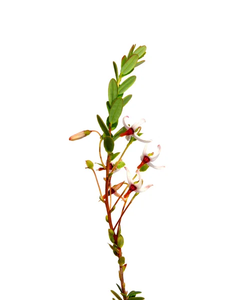 Bloemen cranberry (Vaccinium macrocarpon) — Stockfoto