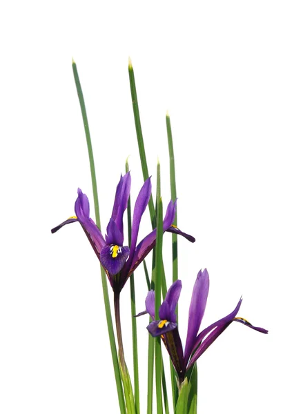 Dwarf iris (Iris reticulata) — Stock Photo, Image