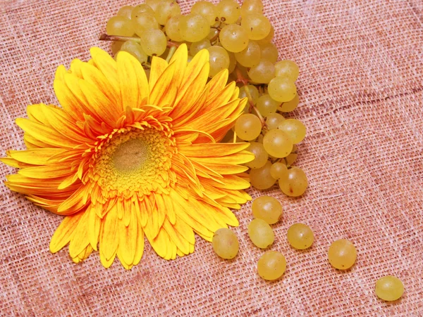 Yellow flower and grapes branch — Stock Photo, Image